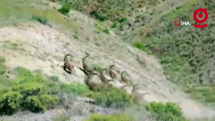Elazığ'da koruma altında bulunan çengel boynuzlu dağ keçileri görüntülendi
