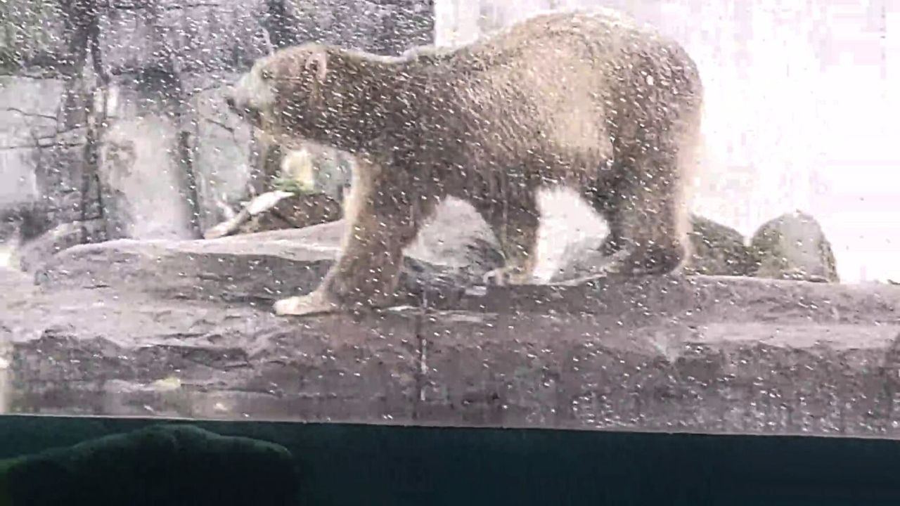 Funny video of polar bear working up courage to jump into her pool