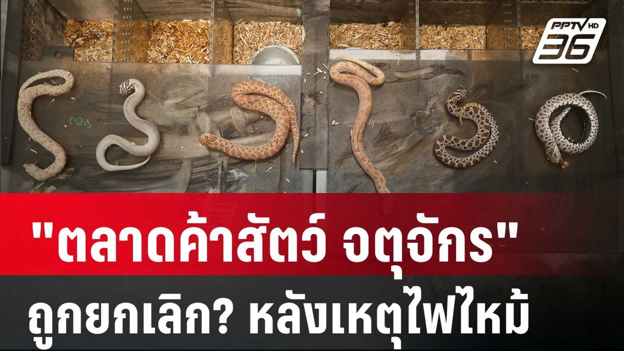 จับตา "ตลาดค้าสัตว์ จตุจักร" ถูกยกเลิก? หลังเหต...