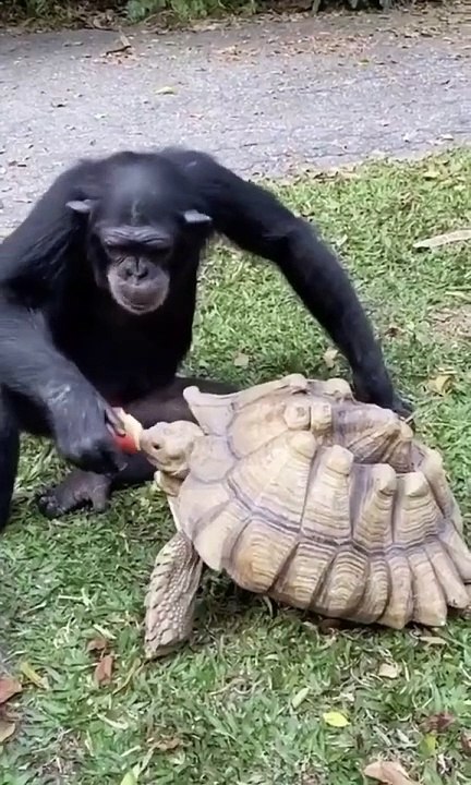 funny animals