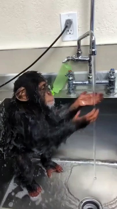 funny monkey