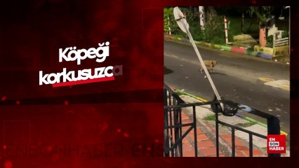 Köpeği korkusuzca kovalayan fare