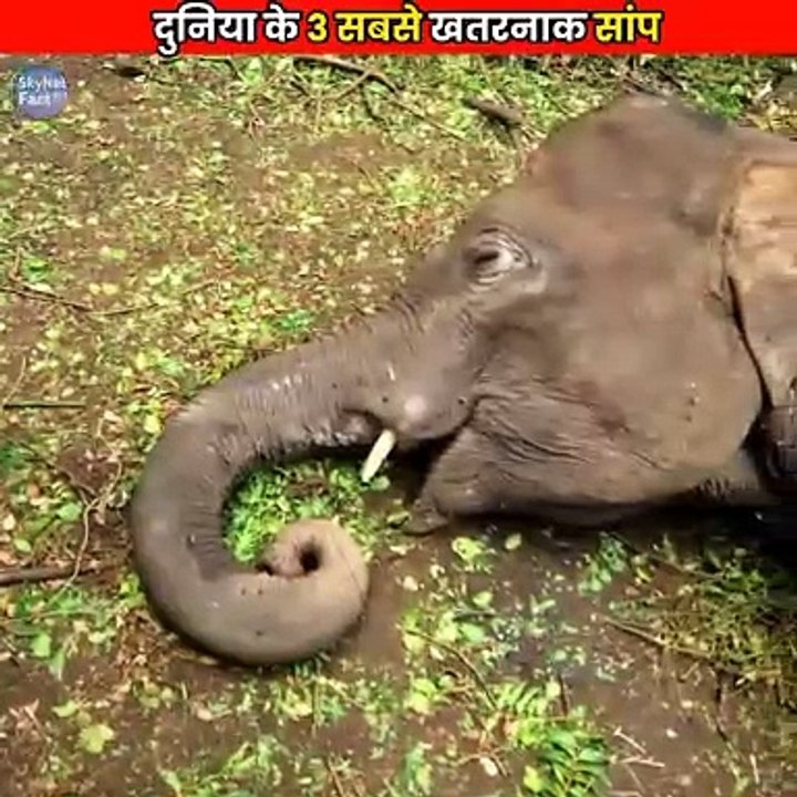 3_Most_Horrible_Snakes!_#shorts_#factshorts(720p)