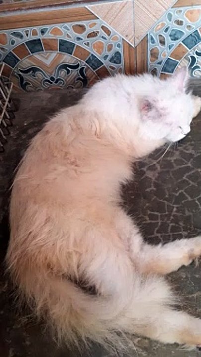 kucing tidur