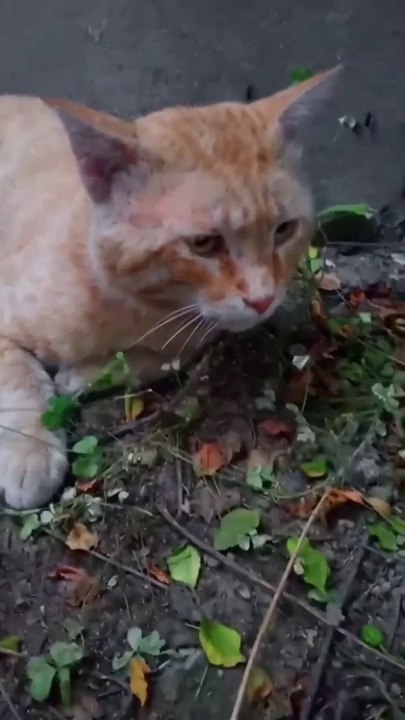 Cat Funny 365  Cat Videos  - Amazing Funny Animal Videos 2024