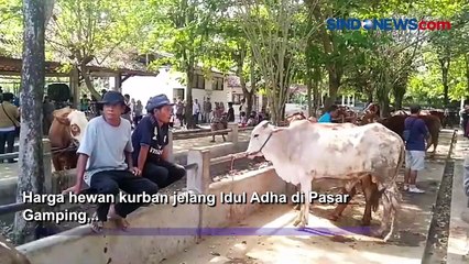 Скачать видео: Transaksi Penjualan Hewan Kurban di Pasar Hewan Ambarketawang Tembus Rp6 Miliar Jelang Iduladha