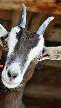 Qurbani k liye Rasool Pak (S.A.W) ne farmaya | Islamic video |