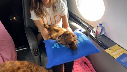 "Air Ladrido", la primera aerolínea para perros VIP