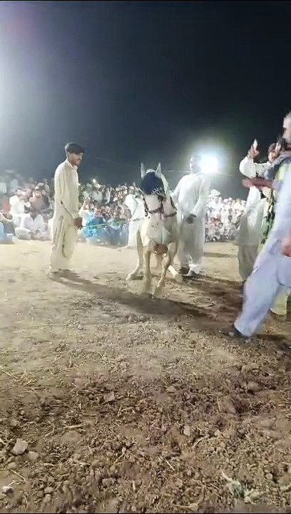  Horse dancing 