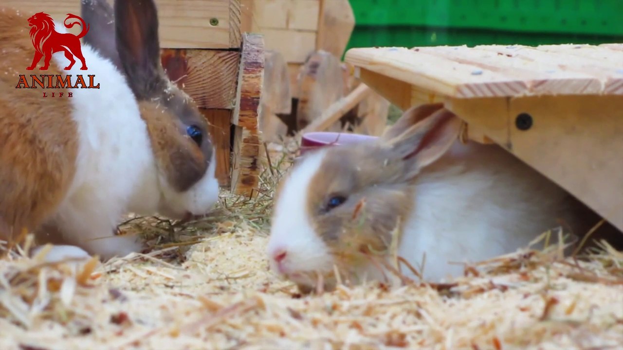Cute Rabbits Video