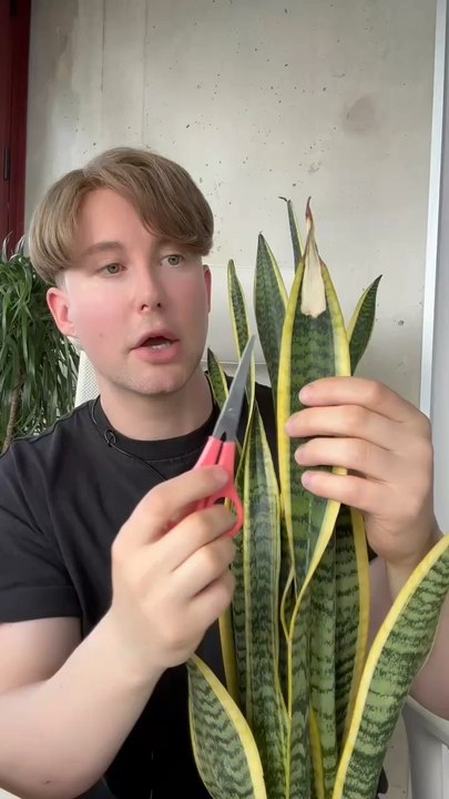 À propos de plantes vertes 