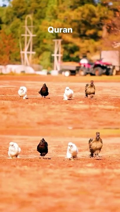 Subscribe Quran#trending#islamicstatus#qurantranslation#whtsappstatus#quranvideo#shortvideo#love