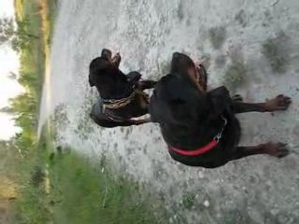 Toska et Chiara en balade 1