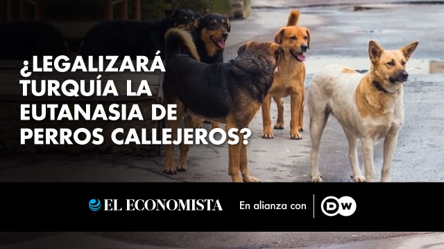 ¿Legalizará Turquía la eutanasia de perros callejeros?