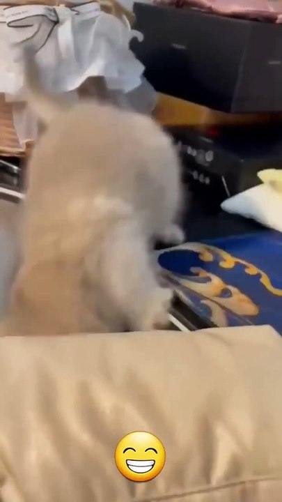 Funny cat videos _ cute cats _ Try not to laugh _ Cat videos Compilation #shorts