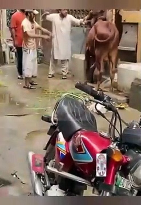 Funny video funny