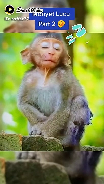 Animal funny