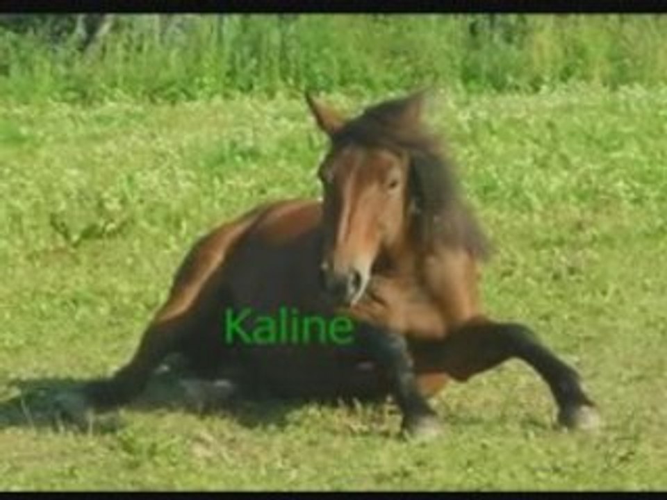 Vidéofriends