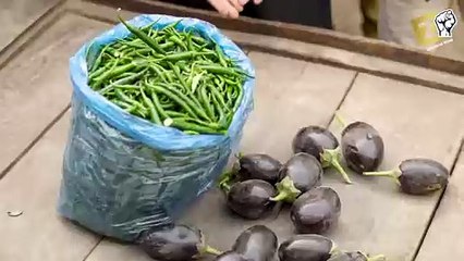 Election-2024-Zindabad-vines-Pashto-funn_87