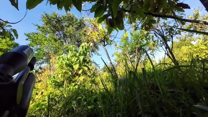 PEDES GURIHBIKIN NAGIH‼️RICA RICA BURUNG PERGAM & PUNAI‼️BERBURU PERGAM & PUNAI LANGSUNG MUKBANG‼️