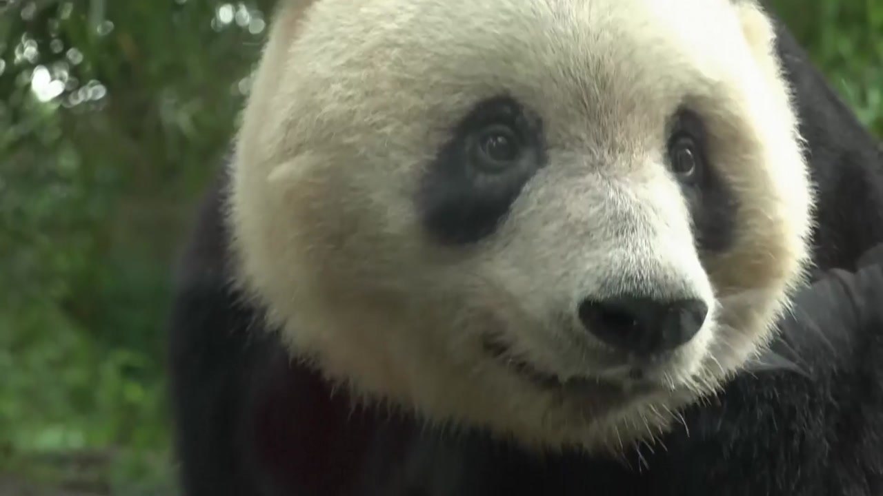 중국에 반환된 일본 판다 '샹샹' 7살 생일 맞아 / YTN