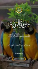 Surah Tauba Ayat 16 Tarjum #quran #tarjuma #islam