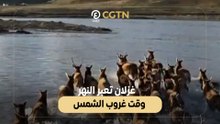 غزلان تعبر النهر وقت غروب الشمس