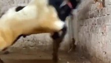 Breeder Golabi boergoats Teddygoats  Saanengoats