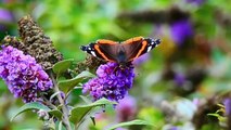 Beautiful and colorful Butterflies