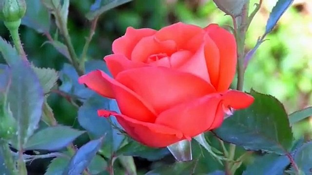 Beautiful Nature Red Roses and Tulip Flowers