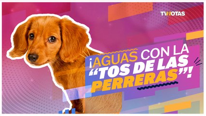 ¿Qué es y cómo se previene la tos de las perreras?