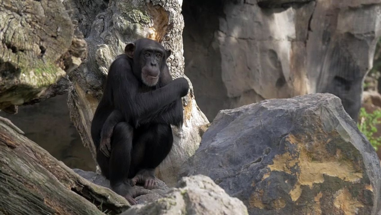chimp