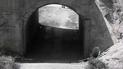 NIGHT TIDE   Cult Classic Horror Romance Movie   Linda Lawson, Dennis Hopper, Gavin Muir