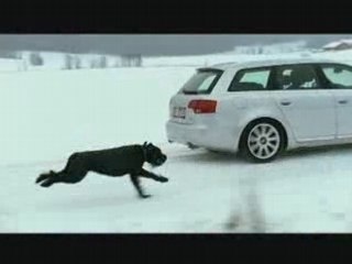 Pub Audi A4 Quattro Chien Dog