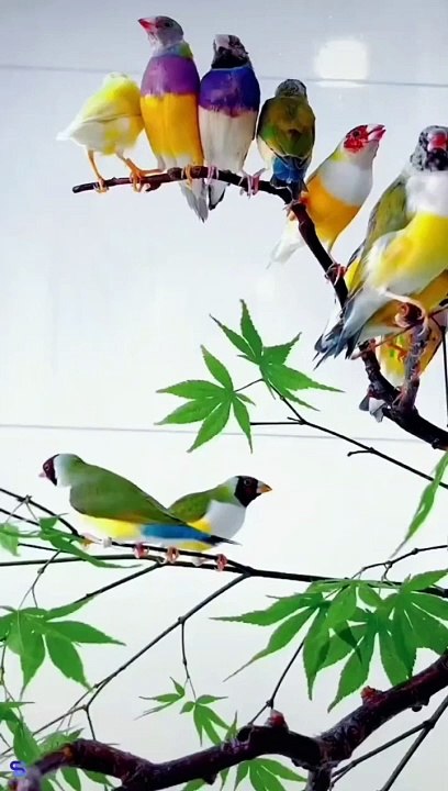 Beautiful Birds