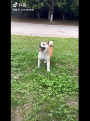 The FUNNIEST Amazing Pet Videos of 2024!  | BEST Compilation  | Fun Entertainment