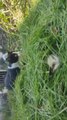 Cat Hides in Grass Before Jumping On Other Cat