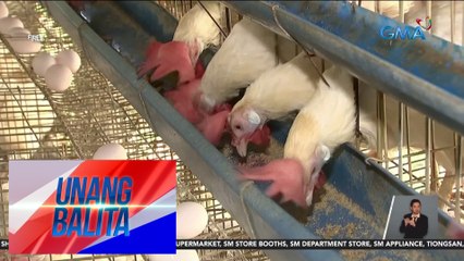 Dept. of Agriculture – Bawal munang mag-angkat ng domestic at wild birds, poultry products, at itlog mula Michigan, USA | Unang Balita