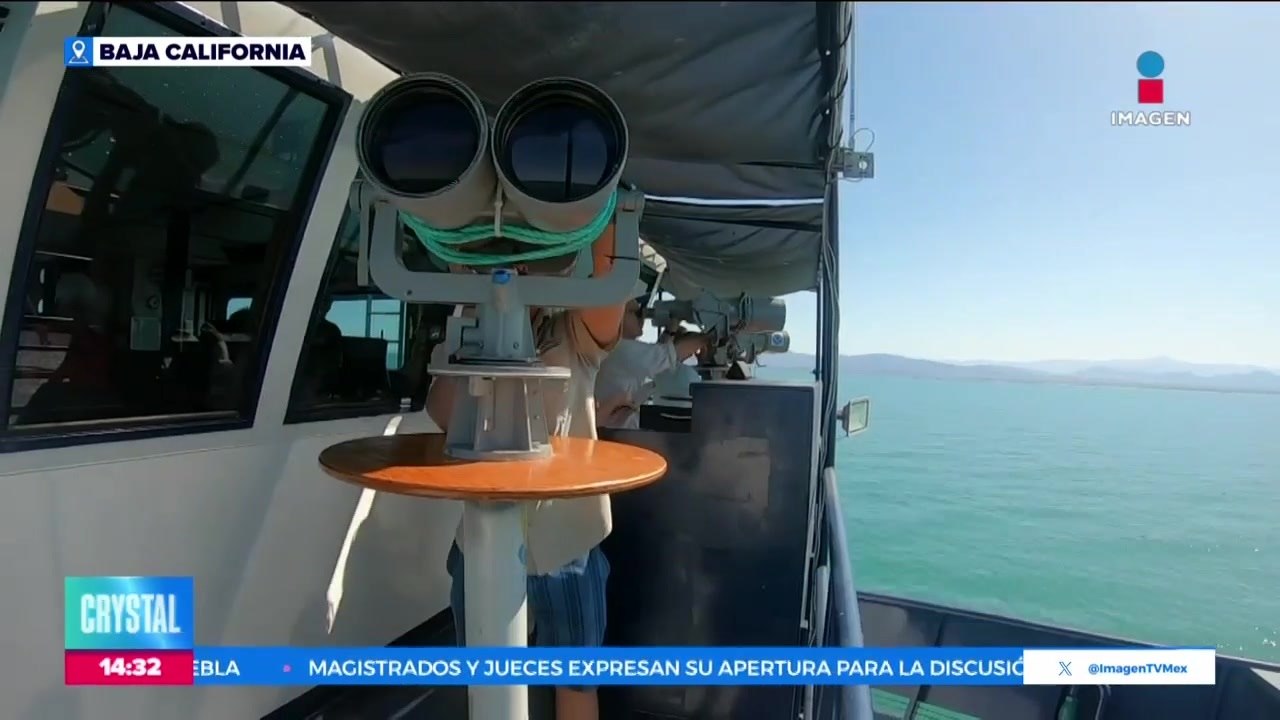 Observadores de México, Estados Unidos y Canadá logran ver a la vaquita marina