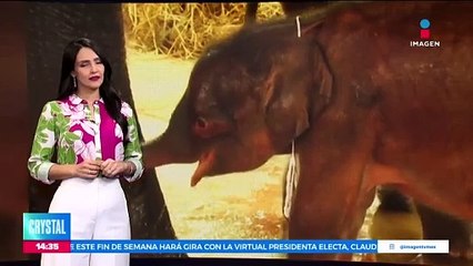 Elefanta da a luz a gemelos en Tailandia