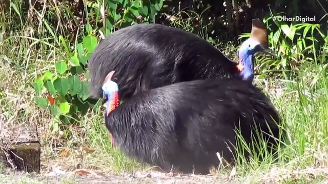 Ave mais perigosa do mundo está ameaçada de extinção