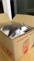 Funny animals video #shorts #funny #animals #trending #viral