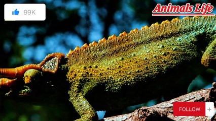 How do wild animals hunt?