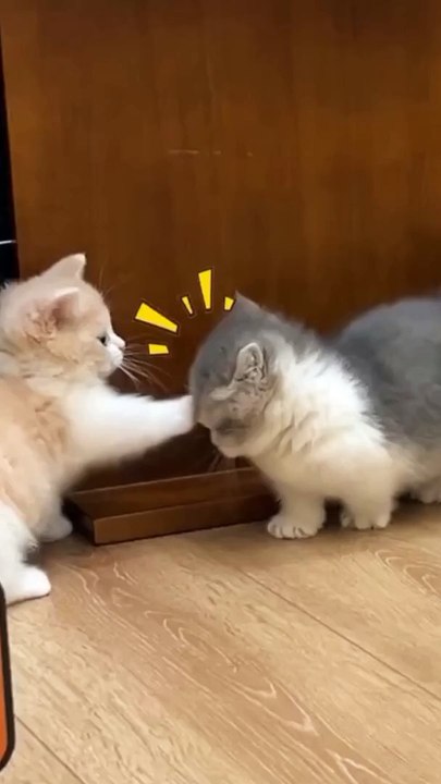 Beautiful cats.....