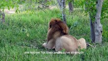 Lion Kingdom: A Journey Through the Secret life of king