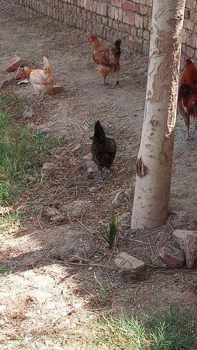 Hens are relaxing in farm House. Why open air is necessary for hens?