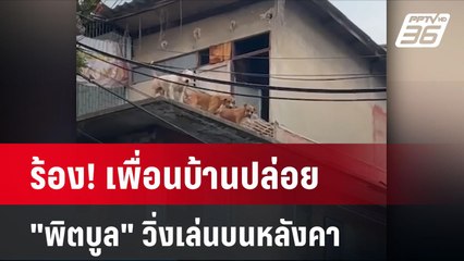 ร้อง! เพื่อนบ้านปล่อย "พิตบูล" วิ่งเล่นบนหลังคา| โชว์ข่าวเช้านี้ | 13 มิ.ย. 67