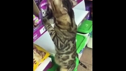 Funy Cats Dogs Shorts in 2024. This is Amazing. Hilarious Animal Antics