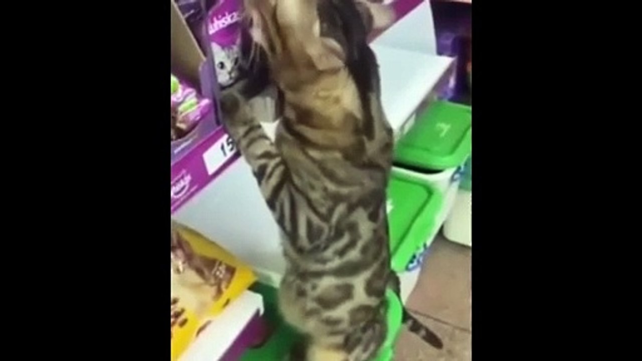 Funy Cats Dogs Shorts in 2024. This is Amazing. Hilarious Animal Antics