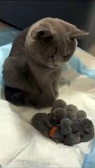 Sweet Cat has bundle of Cute Sibling.